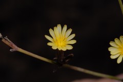 Launaea intybacea