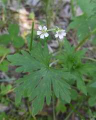 Geranium krylovii