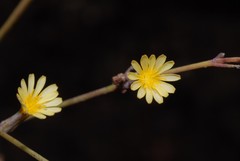 Launaea intybacea