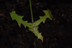 Launaea intybacea