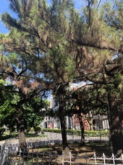 Pinus luchuensis