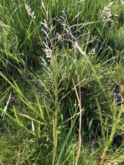 Glyceria notata