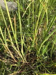 Glyceria notata