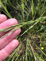 Glyceria notata