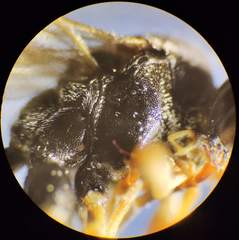 Tryphoninae