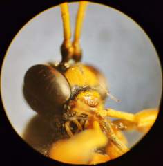 Tryphoninae