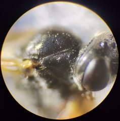 Tryphoninae