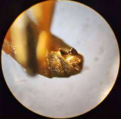 Tryphoninae