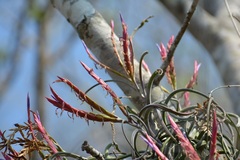 Tillandsia caput-medusae
