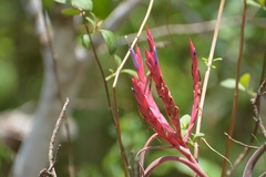 Tillandsia caput-medusae