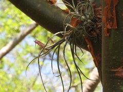 Tillandsia caput-medusae