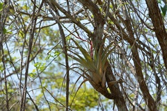 Tillandsia cucaensis