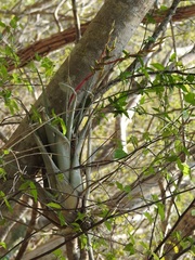 Tillandsia cucaensis