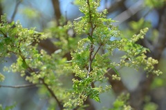 Bursera bipinnata