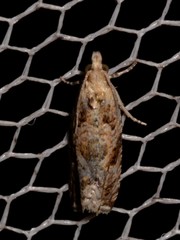 Lobesia physophora