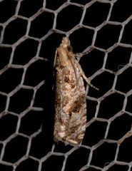 Lobesia physophora