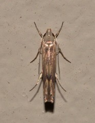Thiotricha atractodes