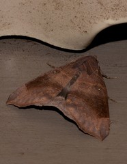 Bastilla hamatilis
