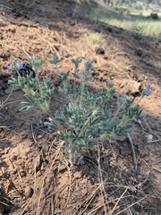 Lupinus kingii