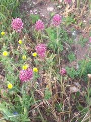 Allium rotundum
