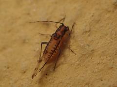Eucallipterus tiliae