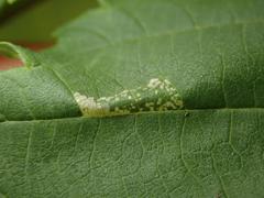 Phyllonorycter schreberella