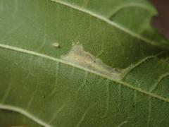 Phyllonorycter schreberella
