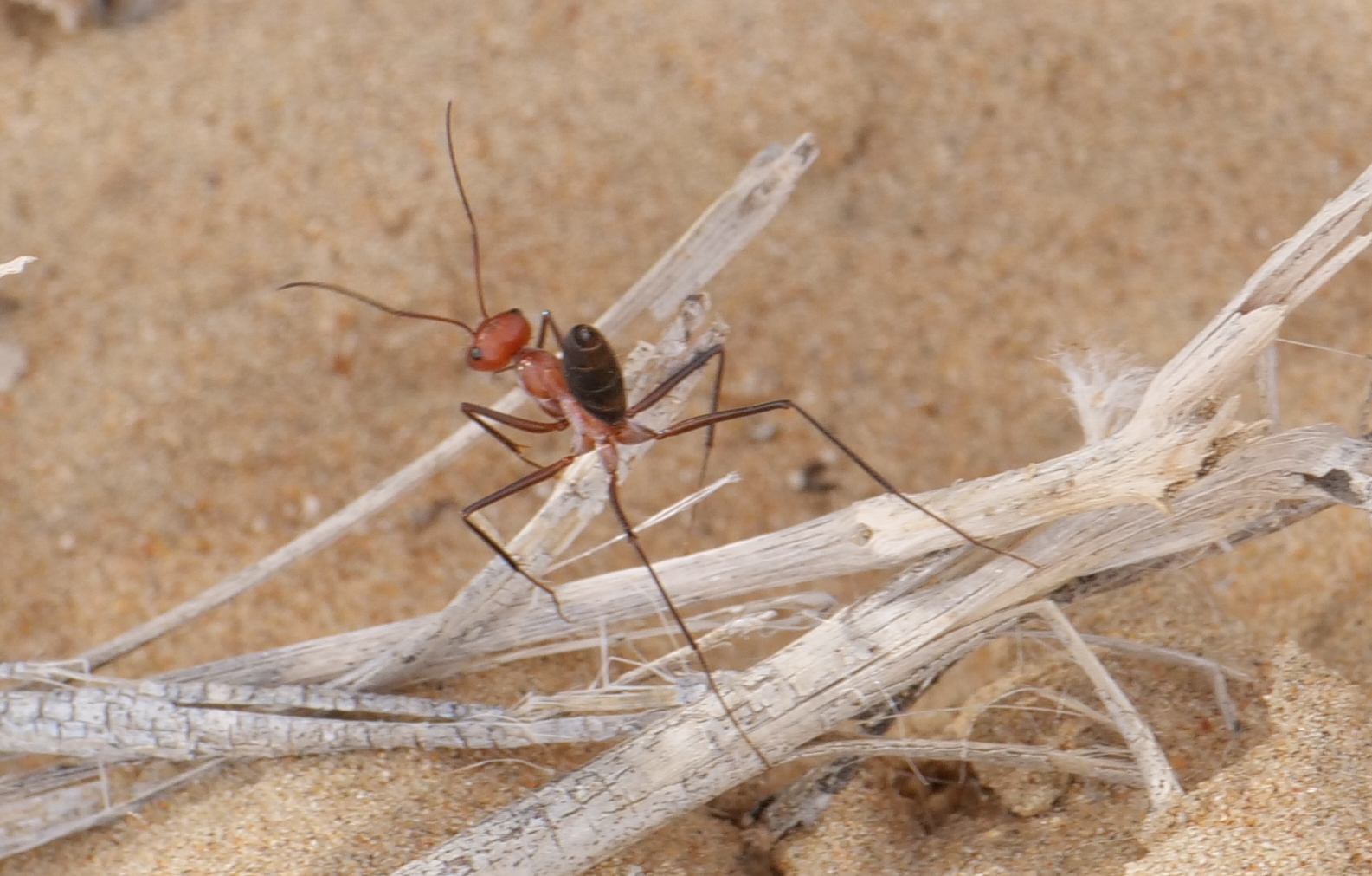 Cataglyphis laevior