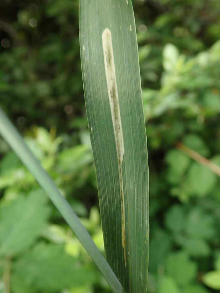 Agromyza albipennis