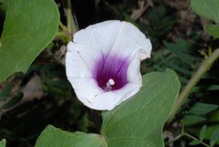 Ipomoea pileata