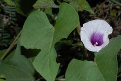 Ipomoea pileata