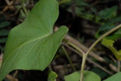 Ipomoea pileata