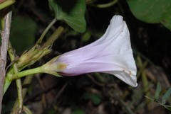 Ipomoea pileata