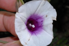 Ipomoea pileata