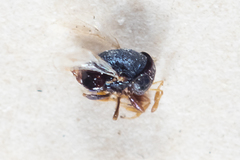 Scutellista caerulea