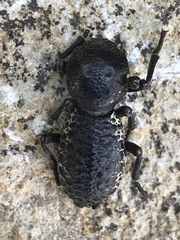 Zopherus laevicollis