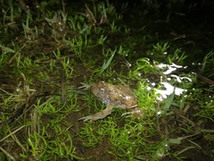 Cacosternum capense