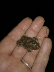 Cacosternum capense
