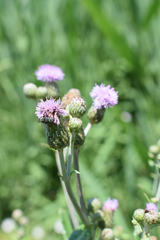 Cirsium arvense vestitum