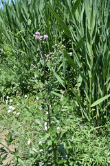 Cirsium arvense vestitum