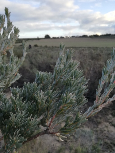 Image of Leucadendron verticillatum by (c) Jacques van der Merwe, some rights reserved (CC BY-SA)