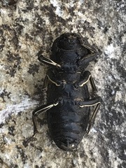 Zopherus laevicollis