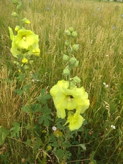 Alcea rugosa