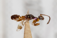 Heydenia pretiosa