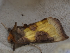 Diachrysia chrysitis