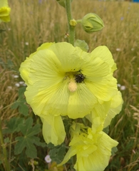 Alcea rugosa