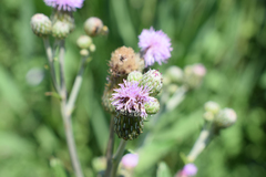 Cirsium arvense vestitum