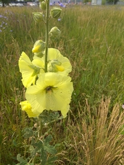 Alcea rugosa