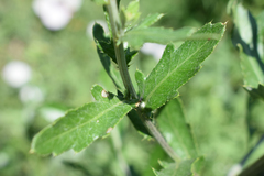 Cirsium arvense vestitum