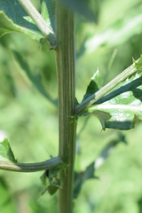 Cirsium arvense vestitum